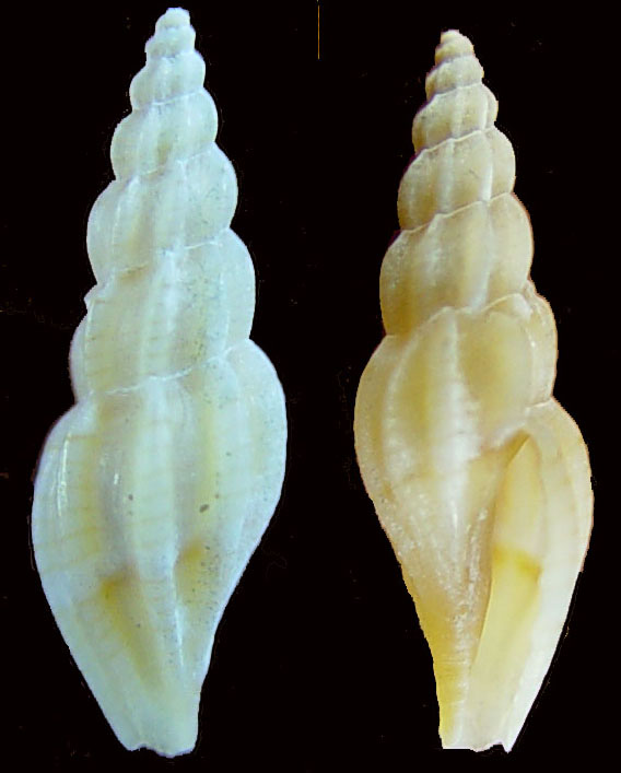 Mangelia attenuata